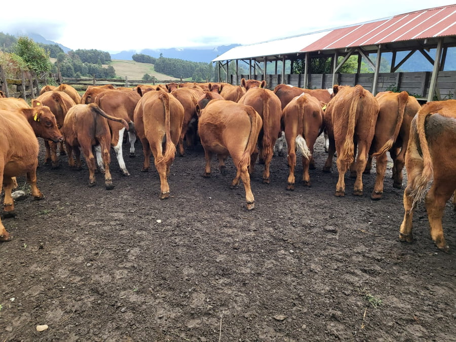 Lote 60 Novillo Engorda en Futrono, XIV Región Los Ríos