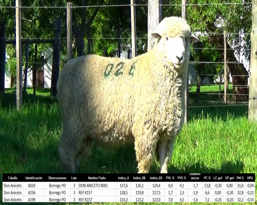 Lote 3 Borregos a remate en La Señal del Futuro , Tacuarembó