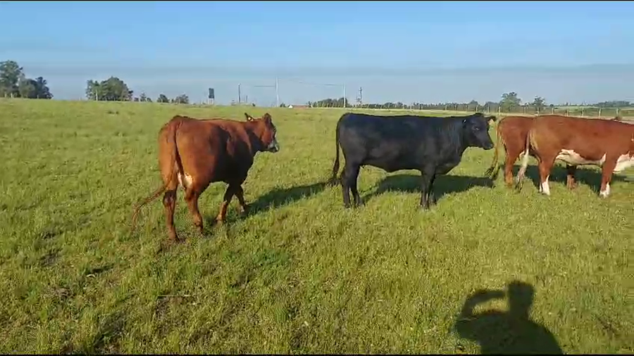 Lote (Vendido)6 Vaquillonas  Hereford y Angus a remate en Pantalla Camy en Libertad