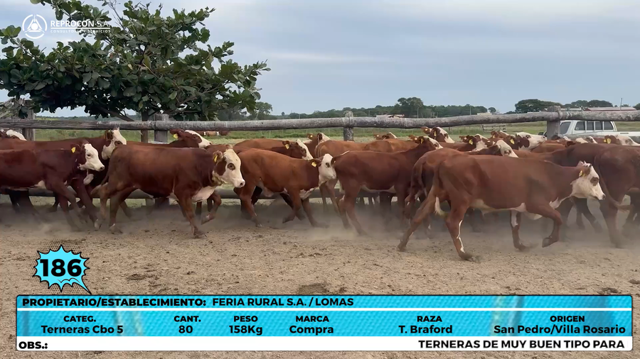 Lote LOTE 186