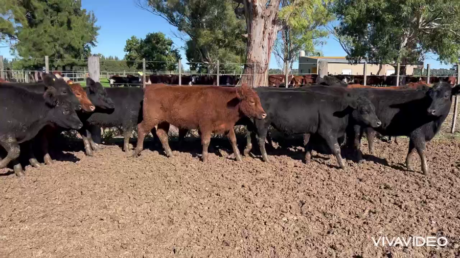 Lote 74 Novillitos y vaquillonas