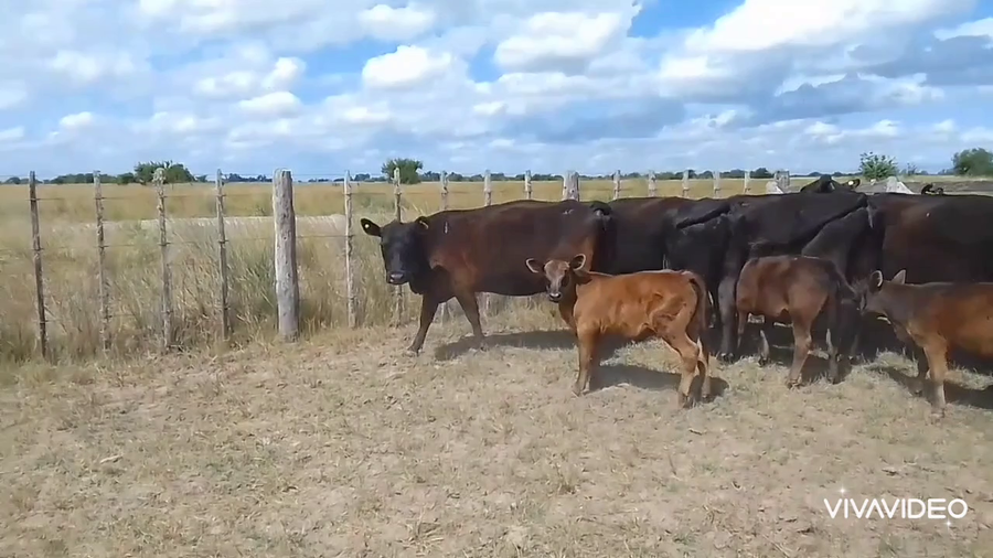 Lote 50 AL CTE (NUEVAS)