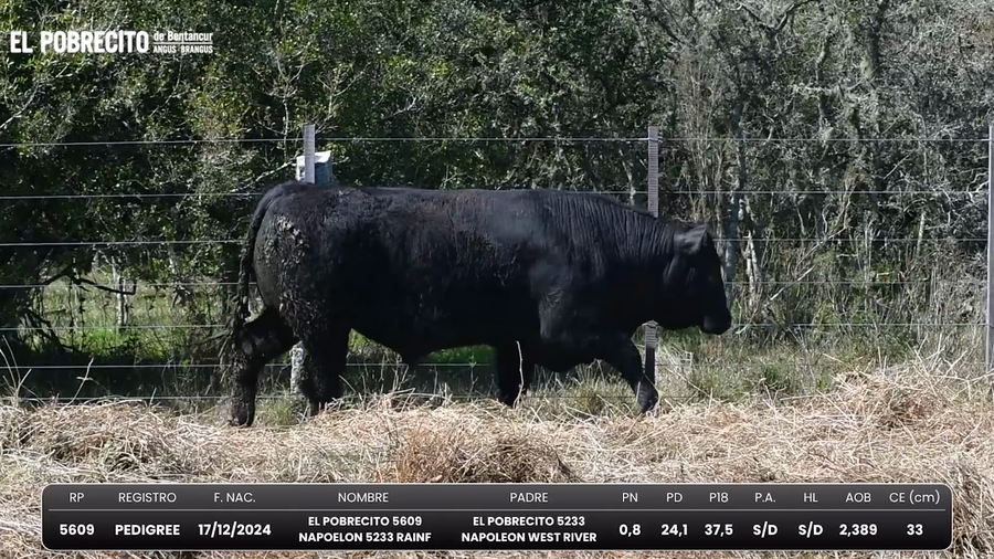 Lote Toros Angus