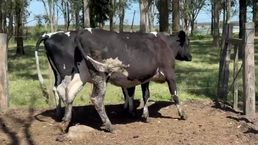 Lote 2 Vaquillonas  a remate en Pantalla Camy 470kg - , San José