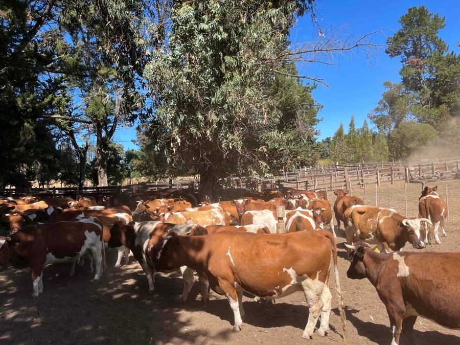 Lote 26 Vaca Preñada en Quillón, XVI Región Ñuble