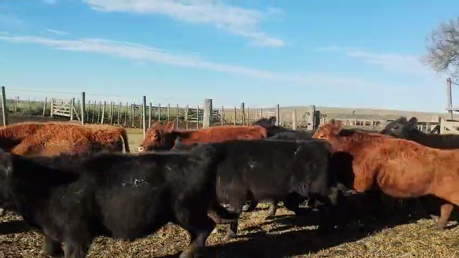 Lote 70 Terneros en Olavarría