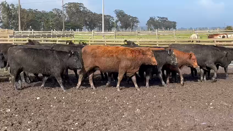 Lote 20 Vaquilla Gorda en Saavedra, IX Región Araucanía