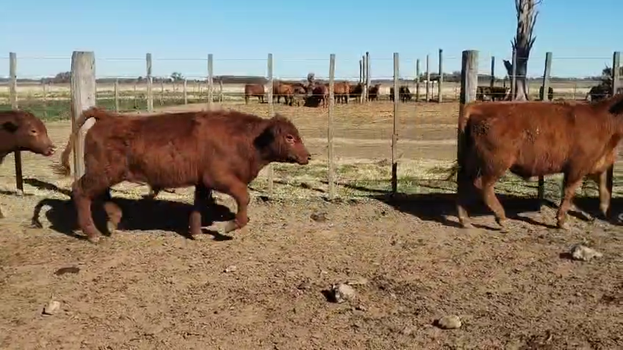 Lote 50 Terneros/as