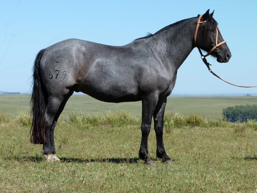 Lote Amaranto Salpay