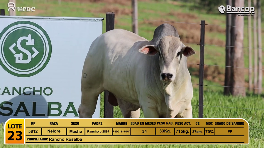 Lote Toros Nelore a remate en Jueves 29 de mayo- Remates PDC, Caaguazú