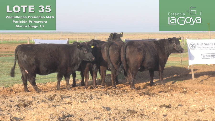 Lote VAQUILLONAS MAS PREÑADAS ANGUS PARICIÓN PRIMAVERA - 13