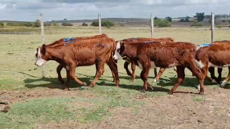 Lote 9 Terneros a remate en Pantalla Camy - Aniversario 31 Años, San José