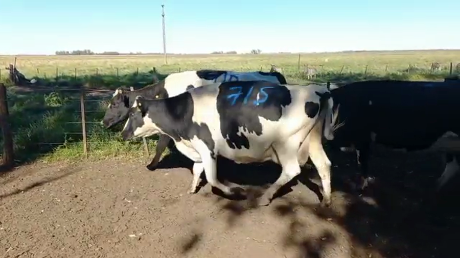 Lote Vacas Secas - El Pangare DE Micheo S.A