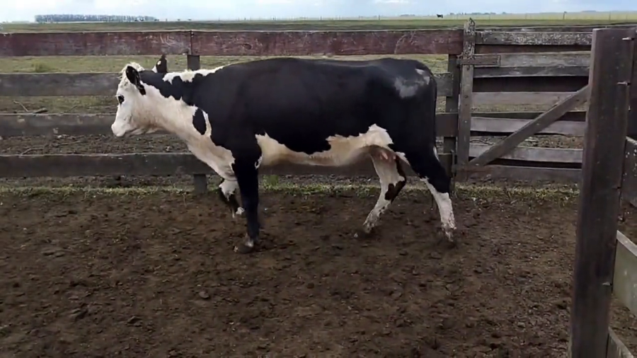 Lote Vacas de Invernada