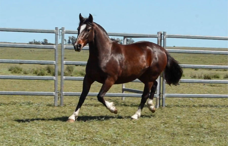 Lote PORA INTERESADA