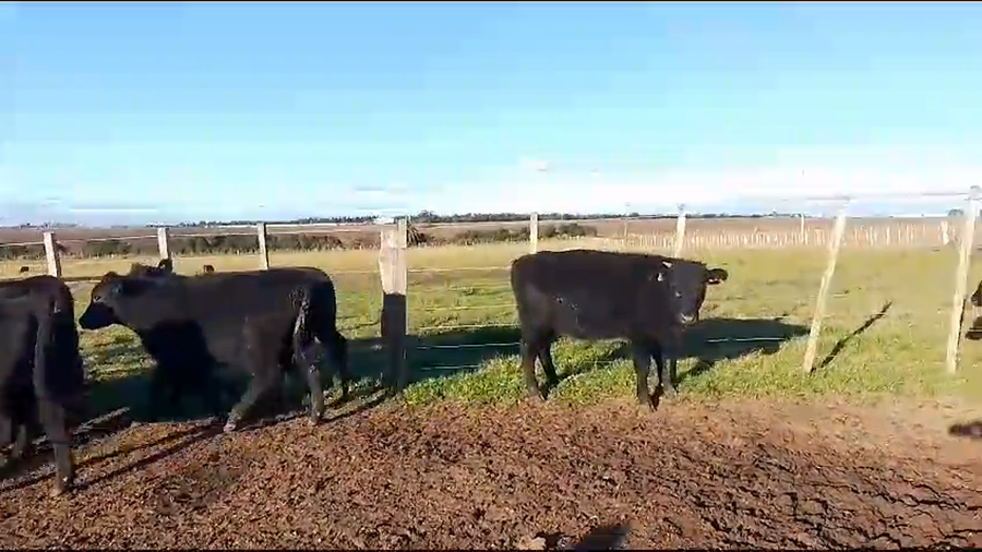 Lote 9 Terneras AA a remate en Pantalla Camy  en Arroyo Llano