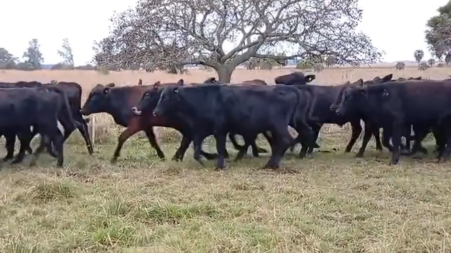 Lote 100 Terneros en Corrientes, Goya