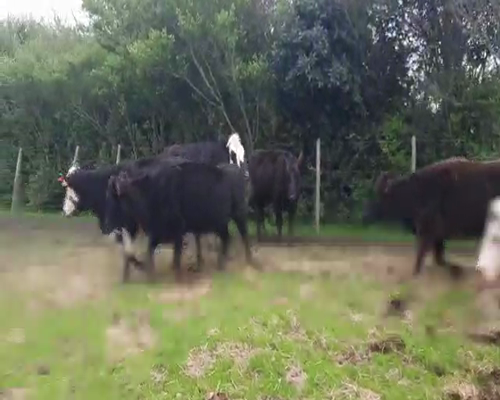 Lote 18 Vacas de Invernada ANGUS Y CRUZAS a remate en Pantalla Aniversario 400kg - , San José