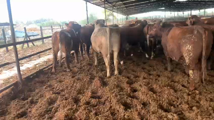 Lote 45 Novillo Gordo en Linares, VII  Región Maule