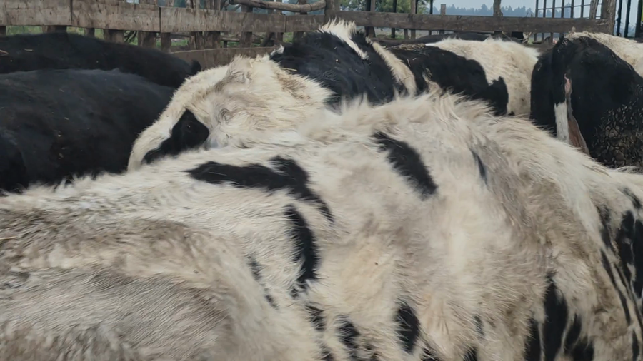 Lote 50 Vaquilla Gorda en Yerbas Buenas, VII  Región Maule
