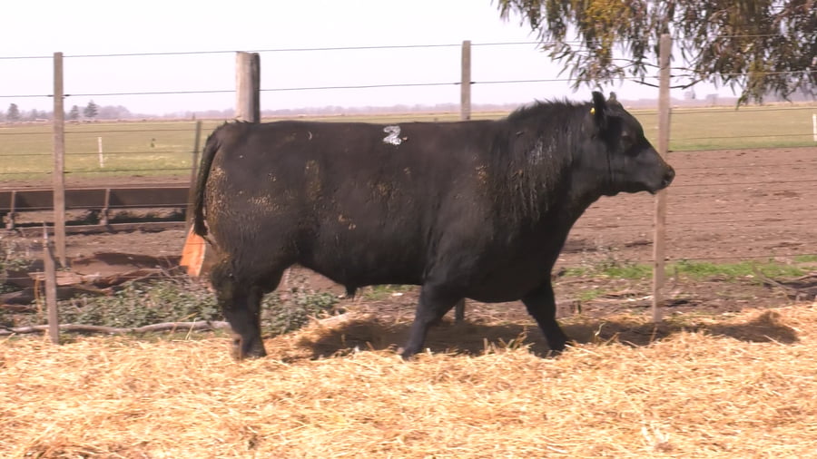 Lote TOROS PUROS POR CRUZA 