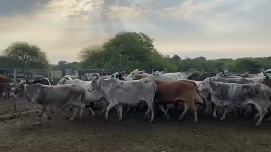 Lote 35 Vacas nuevas C/ gtia de preñez en Pto. Eva Perón, Chaco