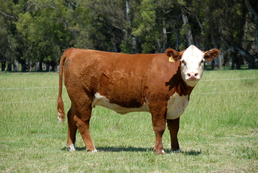 Lote VAQUILLONAS PREÑADAS PURAS DE PEDIGREE POLLED HEREFORD