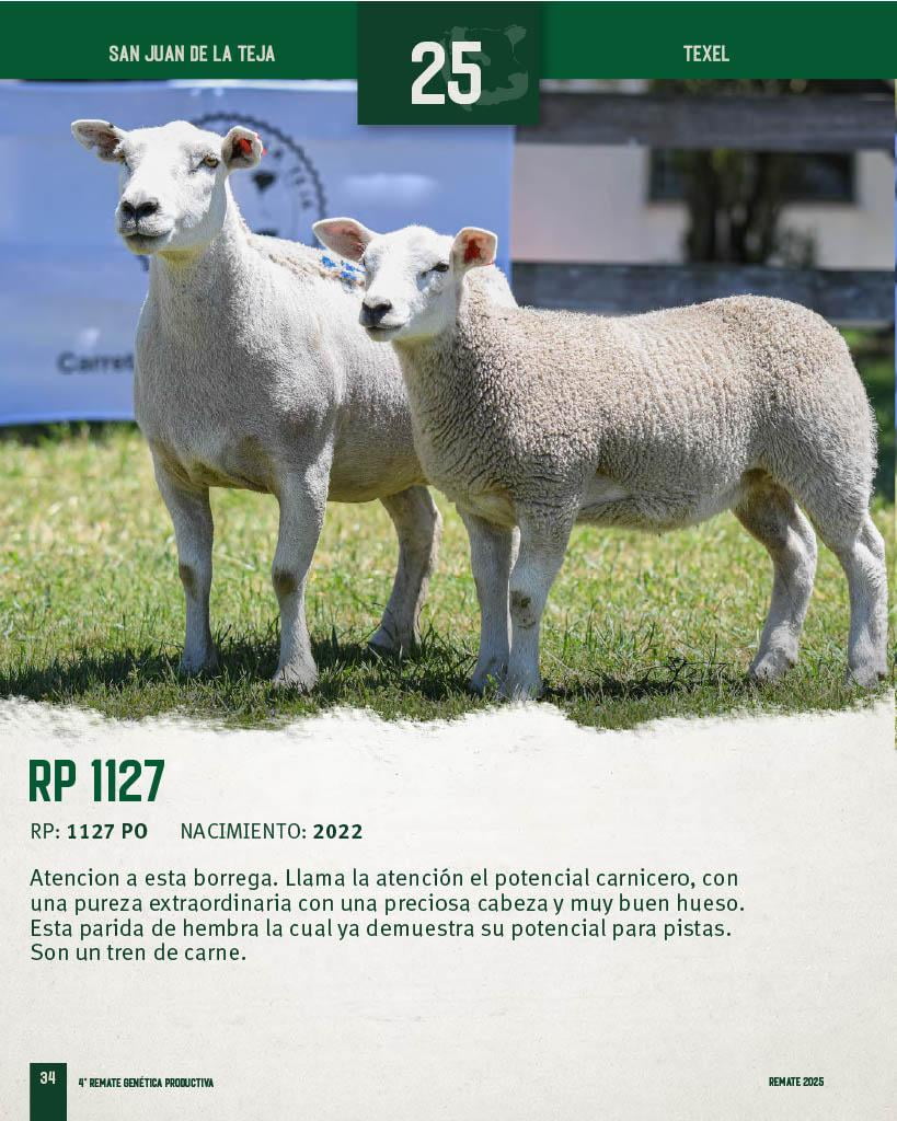 Lote Borregas a remate en 4º Genetica Productiva, San José