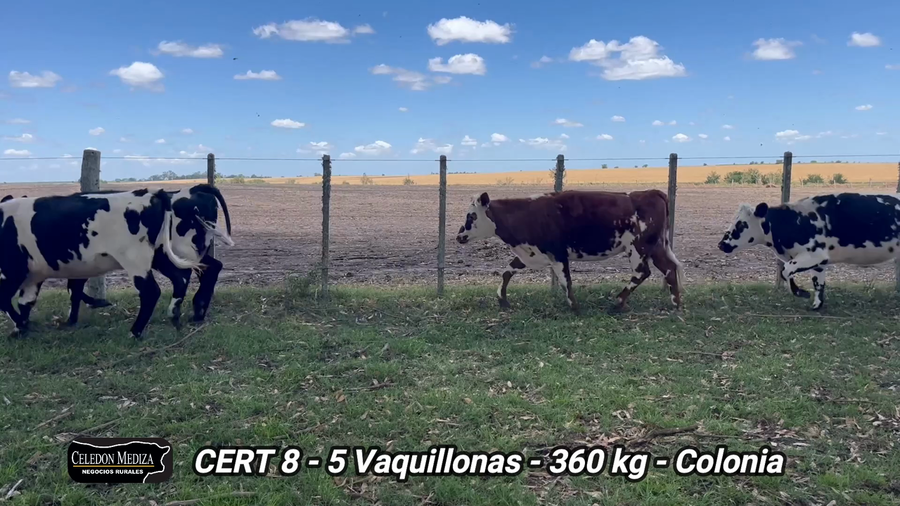 Lote 5 Vaquillonas en  Soriano