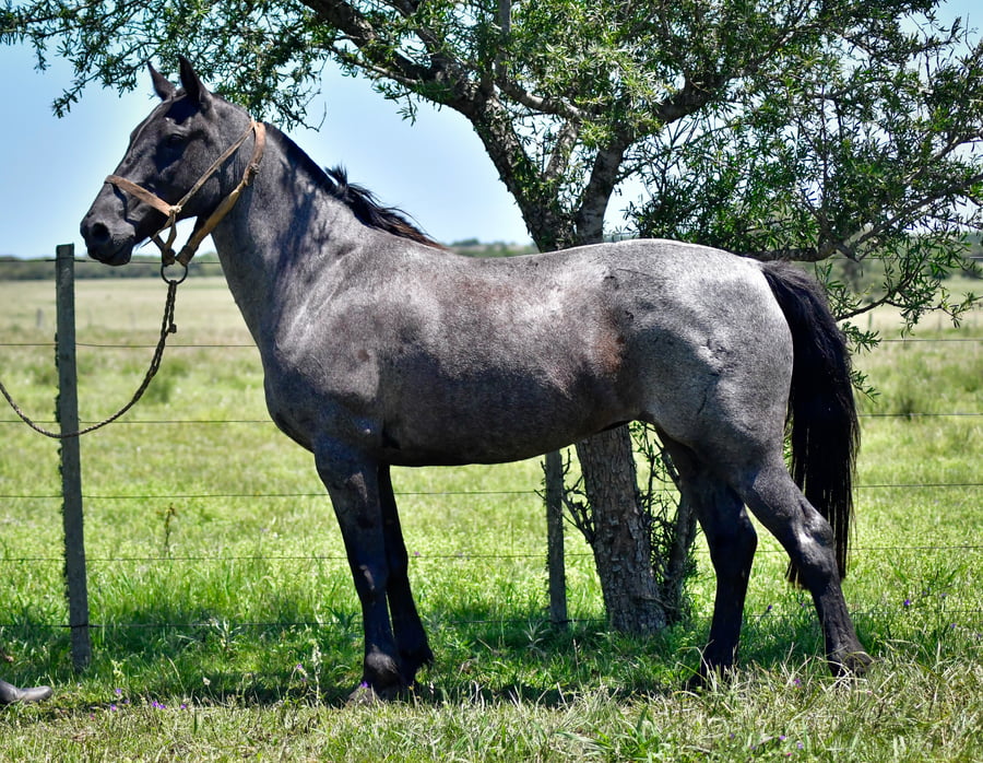 Lote Tomasa La Garrapata