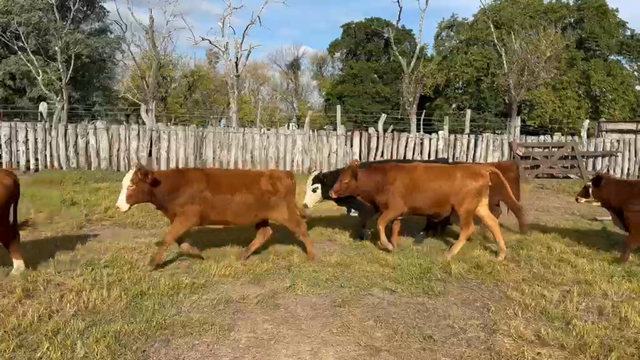 Lote 65 Vaquillonas