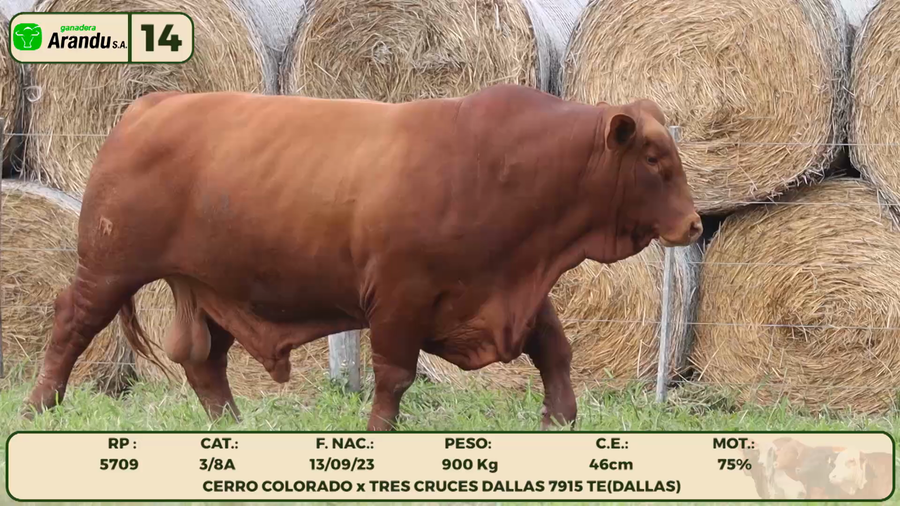 Lote LOTE 14