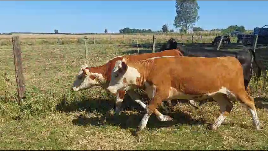 Lote 18 Vaquillonas  Raza de Carne a remate en Ultima Pantalla del Año - Escritorio Camy en Ruta 1 Km 61