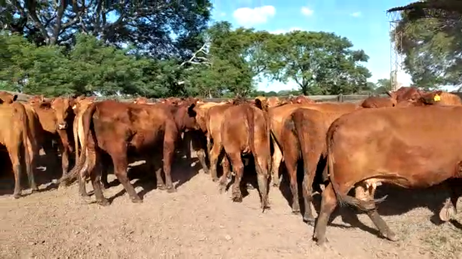 Lote 68 Vaquillonas C/ gtia de preñez en Chaco, Pto. Bermejo