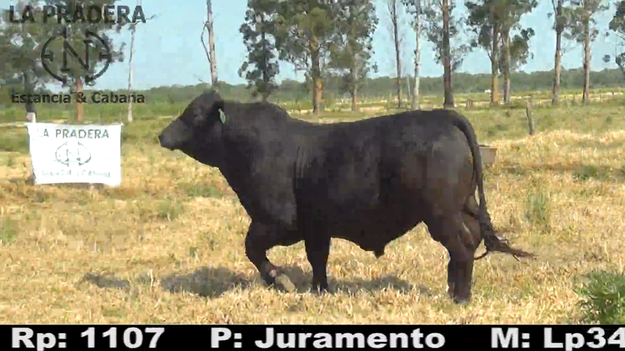 Lote Toro