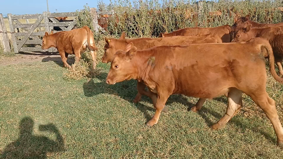 Lote 25 Terneros/as en Rauch