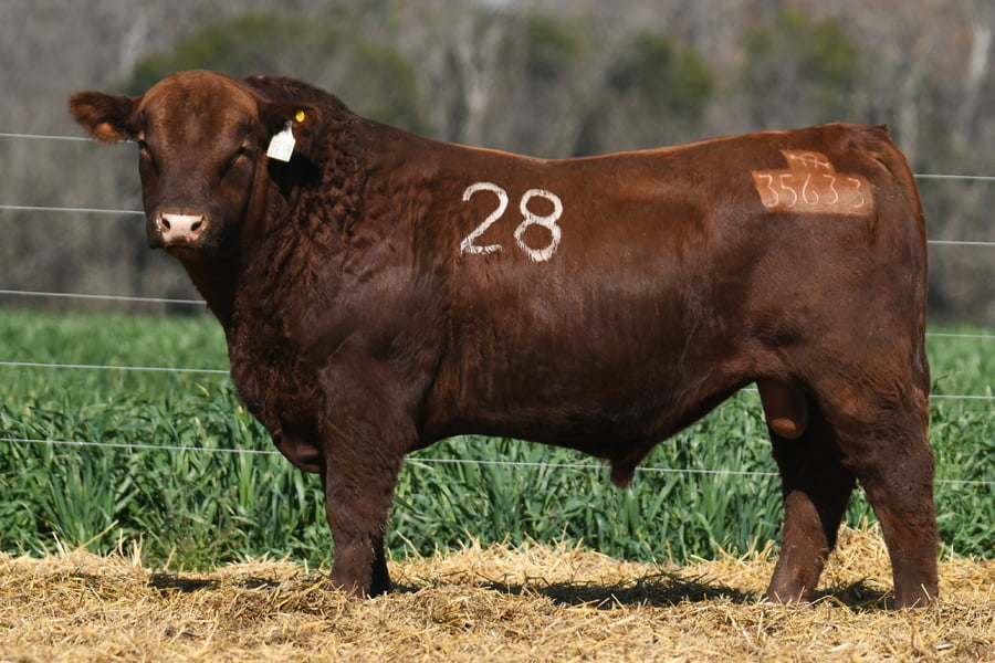 Lote TORO ANGUS PC