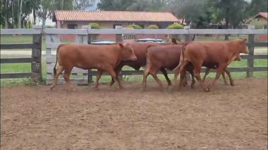 Lote LOTE 4