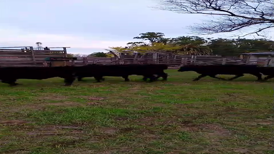 Lote 50 Terneros/as en Gral. Belgrano