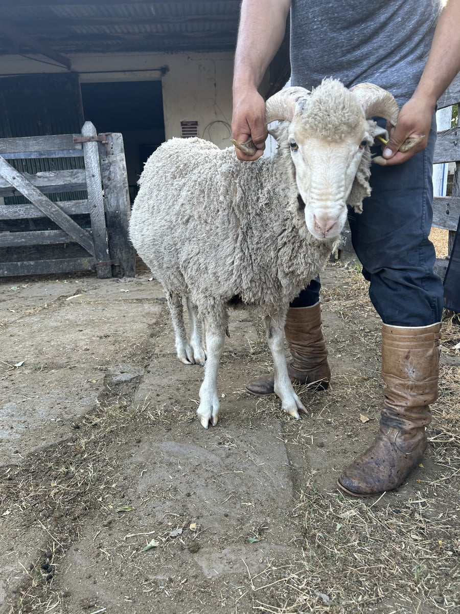 Lote Borrego 2D (MO: No)