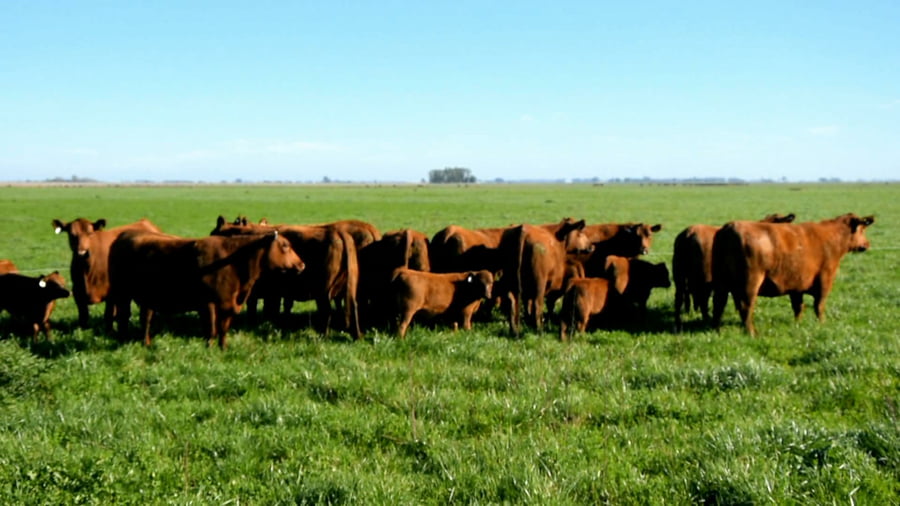 Lote Vaquillonas generales paridas