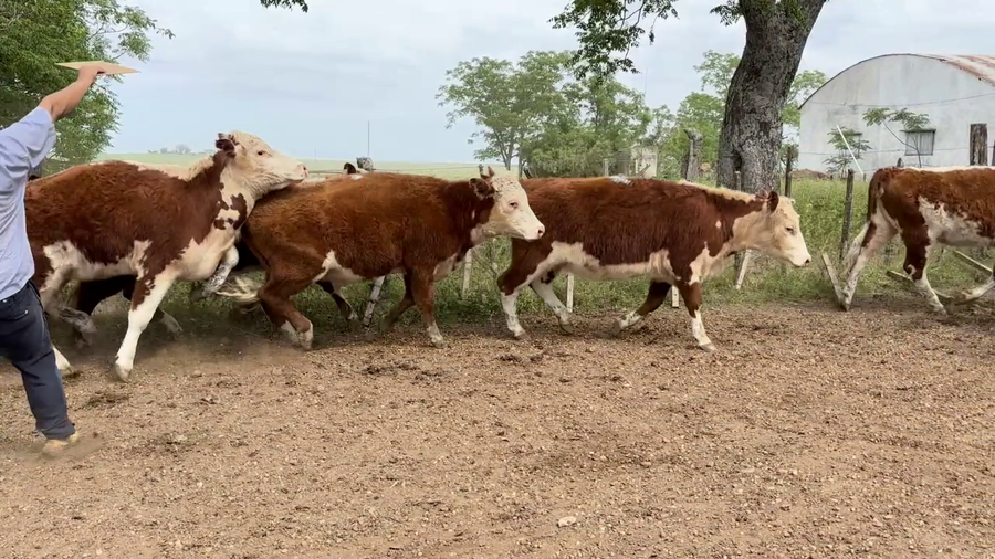 Lote VAQUILLONAS PREÑADAS