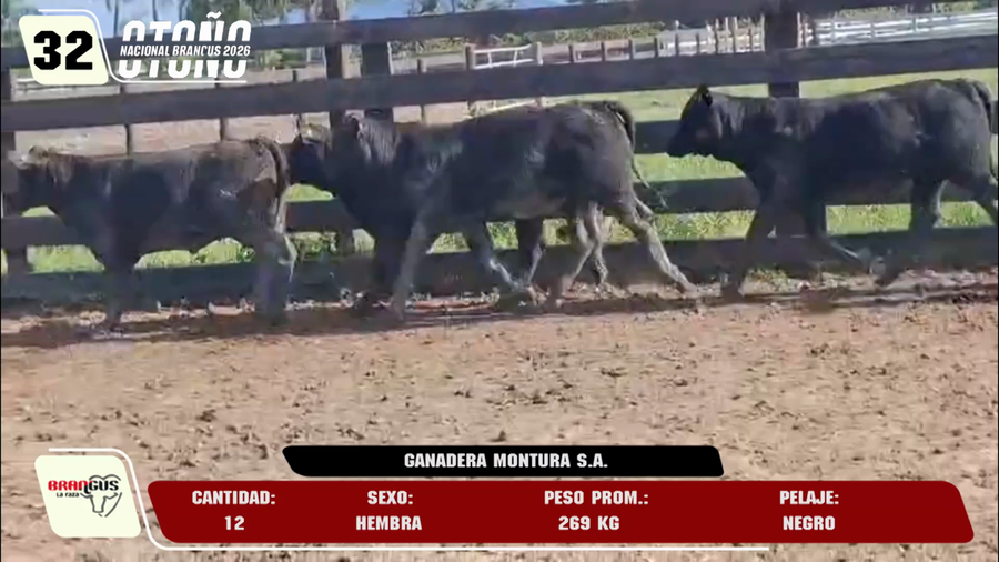 Lote LOTE 32