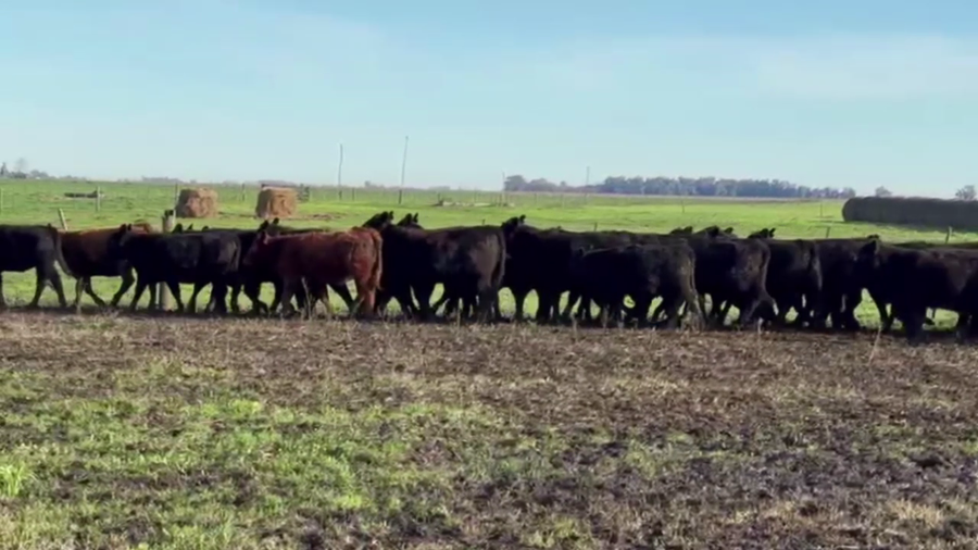 Lote 65 TERNS. HEMBRAS, TANDIL, BS. AS.