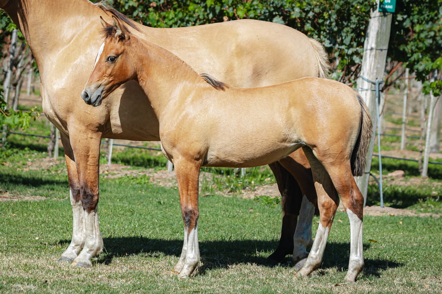 Lote Sevenia Del Chafalote - Cabaña El Chafalote