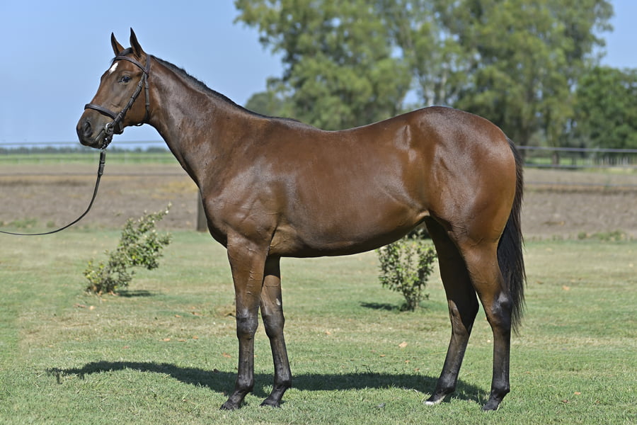 Lote FLYING COLOURS (H) PORTAL DEL ALTO x VALENTONADA