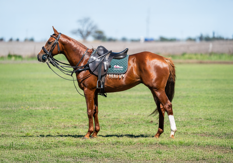 Lote DON ERCOLE TAPIAL