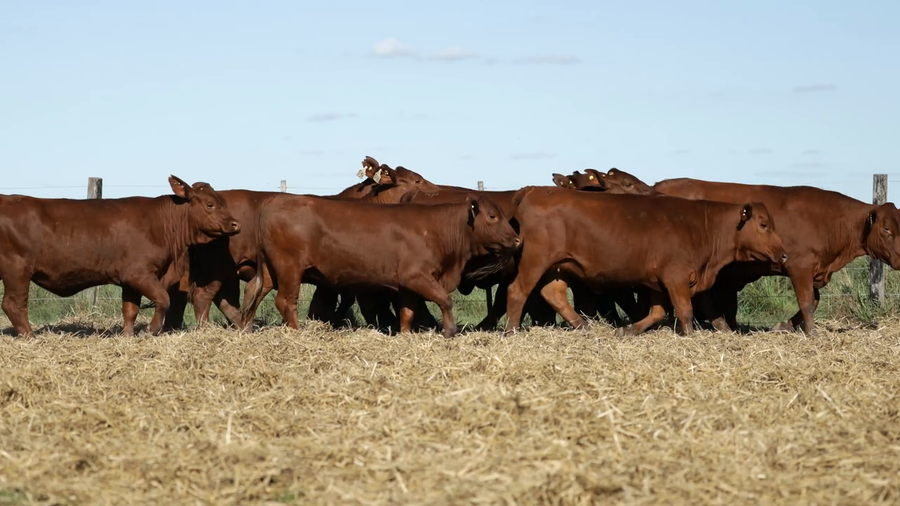 Lote Vaquilla Para Servicio