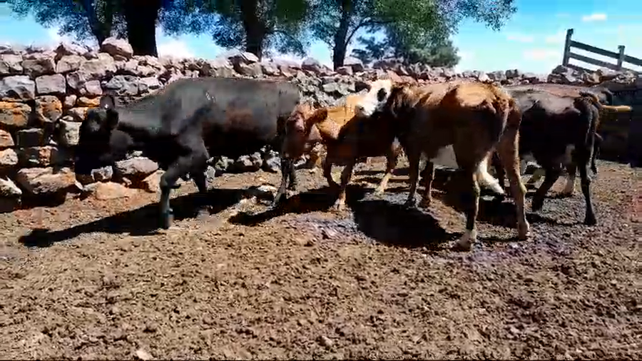 Lote 9 Vacas de Invernada 2 AA,  3 AA X HE,  4 CRUZAS CARNICERAS a remate en 1° Remate Virtual BALTASAR BRUM 450kg -  en BALTASAR BRUM. 6 KM POR CAMINO A D.LAMAS, 12 KM AL NORTE
