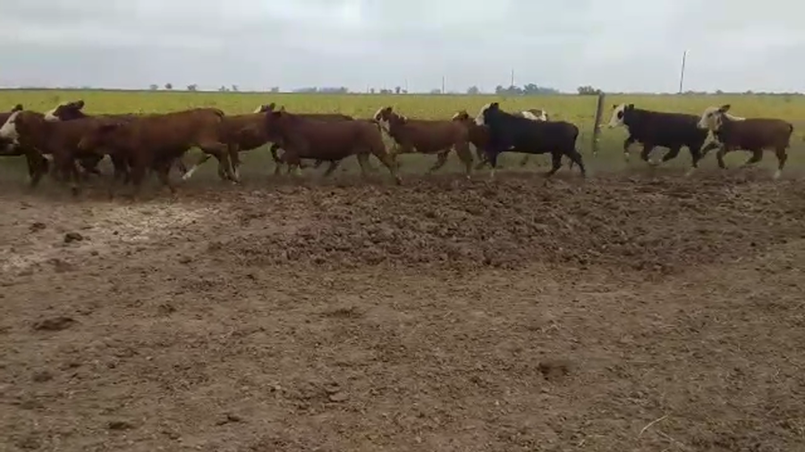 Lote 100 Terneras Braford y sus cruzas en Lehmann, Santa Fe